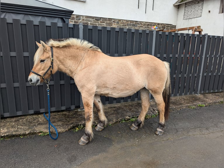 Fjord Horses Mare 17 years 14,3 hh Dun in Morsbach