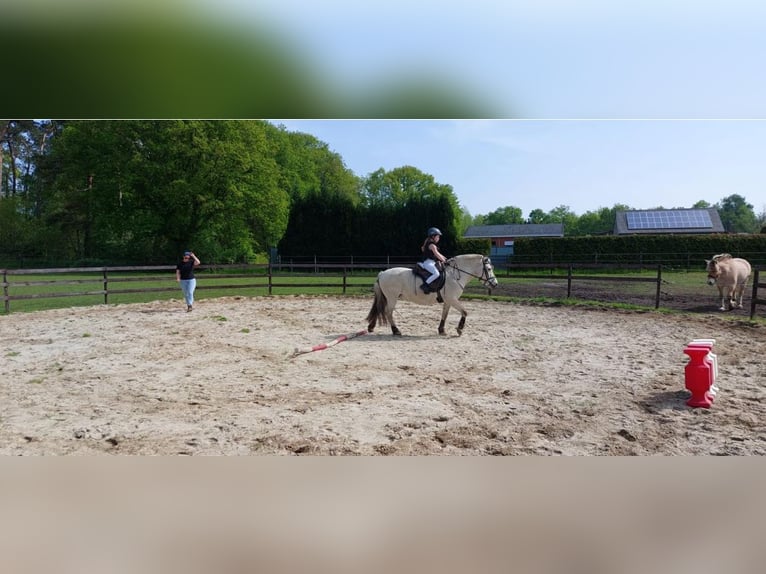Fjord Horses Mare 18 years 13,3 hh White in Tessenderlo