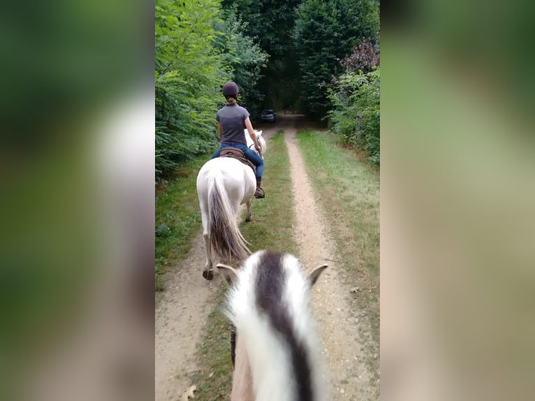 Fjord Horses Mare 18 years 13,3 hh White in Tessenderlo