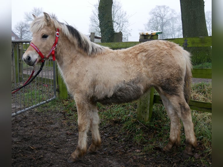 Fjord Horses Mare 1 year 12,1 hh in Dorsten