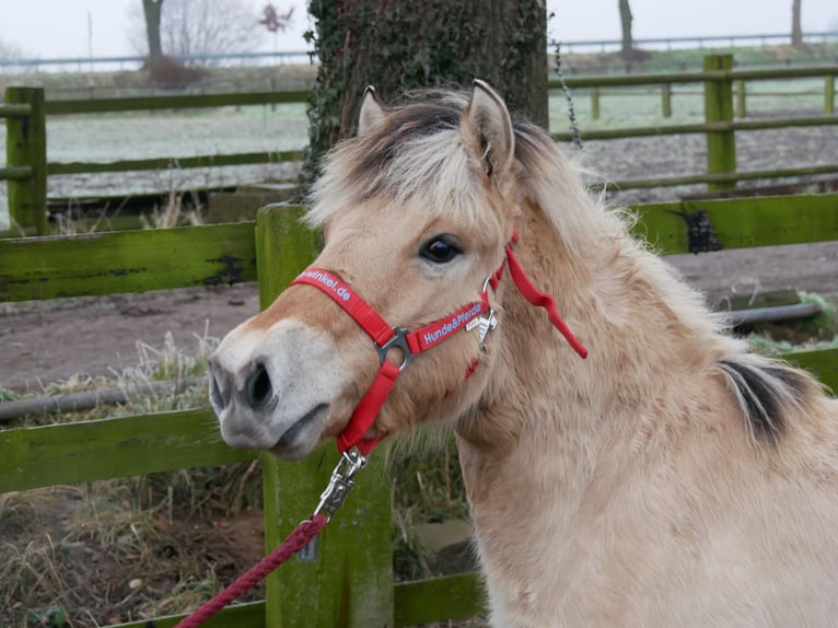 Fjord Horses Mare 1 year 12,1 hh in Dorsten