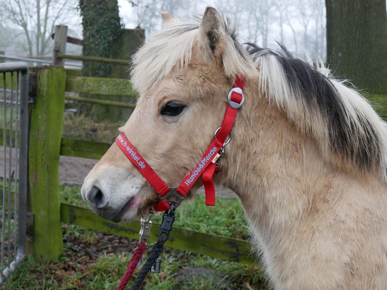 Fjord Horses Mare 1 year 12,1 hh in Dorsten