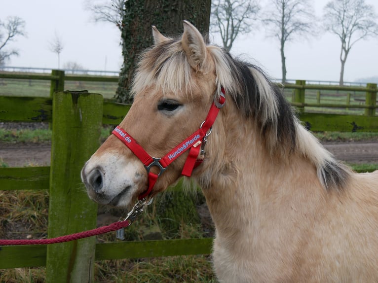 Fjord Horses Mare 1 year 12,2 hh in Dorsten