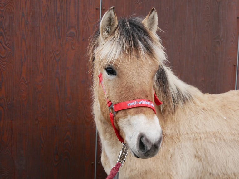 Fjord Horses Mare 1 year 12,2 hh in Dorsten