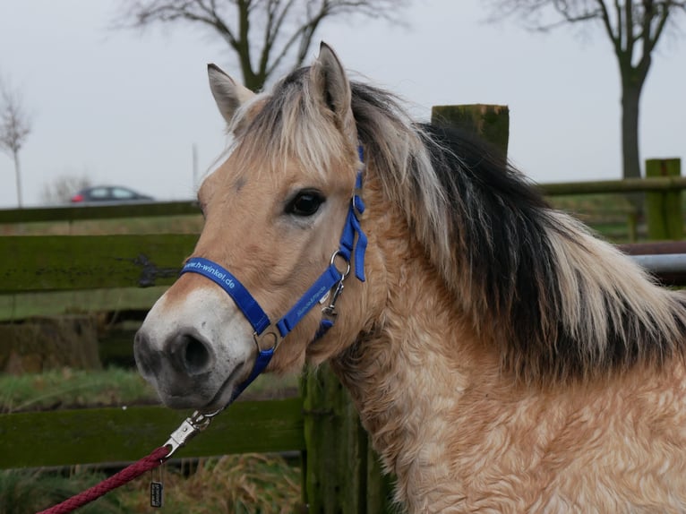 Fjord Horses Mare 1 year 12,3 hh in Dorsten