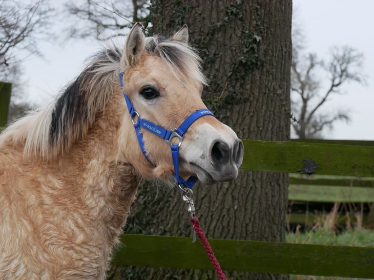 Fjord Horses Mare 1 year 12,3 hh in Dorsten