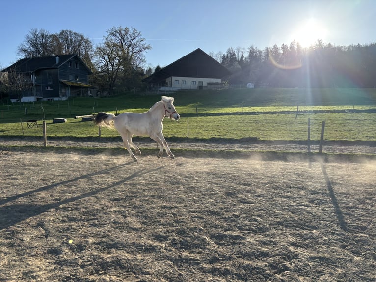 Fjord Horses Mare 1 year 12,1 hh Dun in Beinwil (Freiamt)