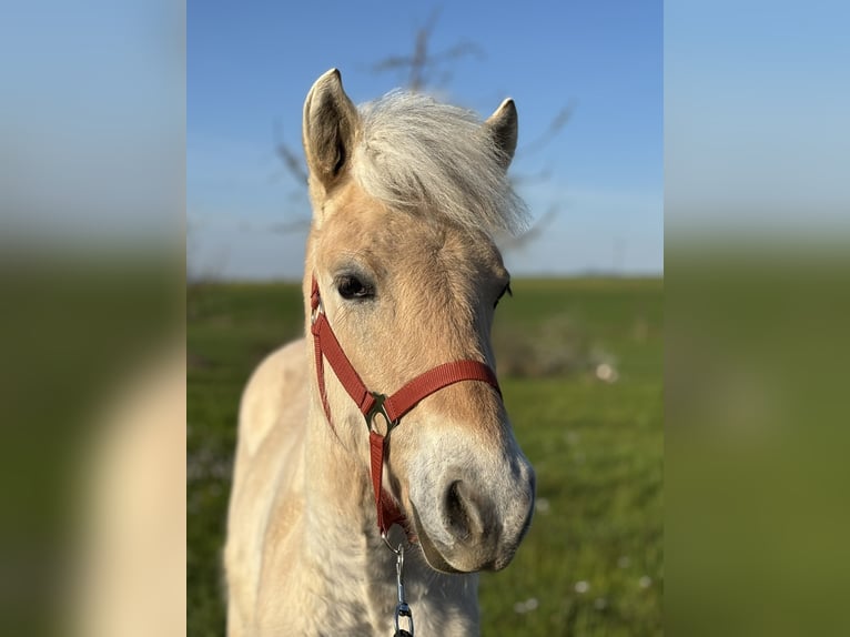 Fjord Horses Mare 1 year 12,1 hh Dun in Beinwil (Freiamt)