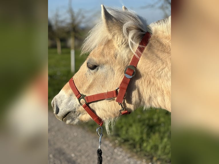 Fjord Horses Mare 1 year 12,1 hh Dun in Beinwil (Freiamt)