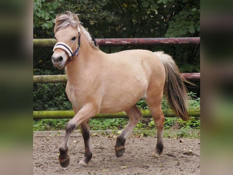 Fjord Horses Mare 1 year 12,1 hh in Dorsten