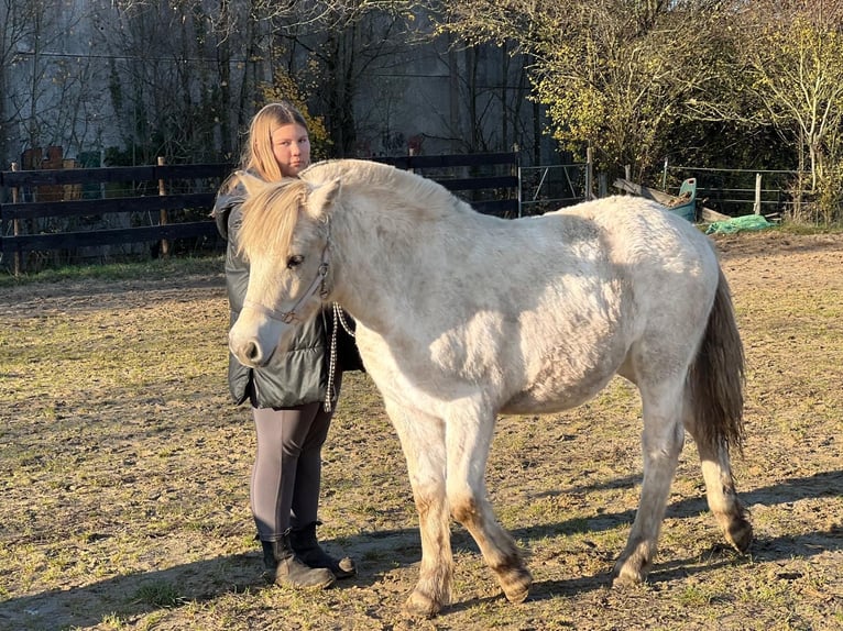 Fjord Horses Mare 1 year 12,2 hh Dun in Bonn