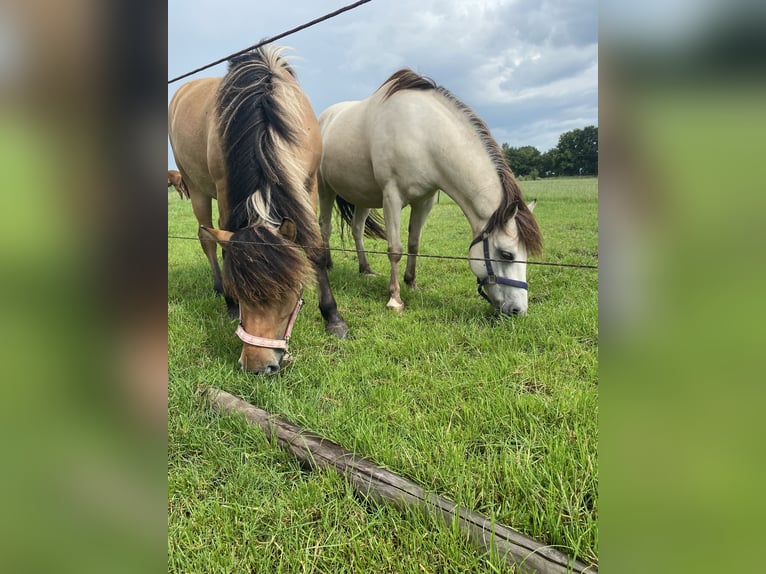 Fjord Horses Mare 1 year 12,2 hh in Epe