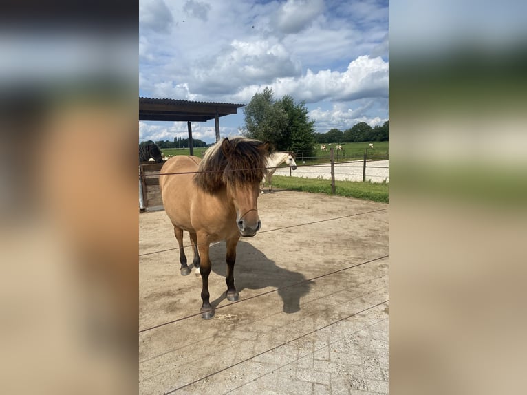 Fjord Horses Mare 1 year 12,2 hh in Epe