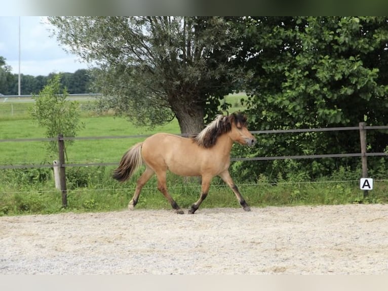 Fjord Horses Mare 1 year 12,2 hh in Epe