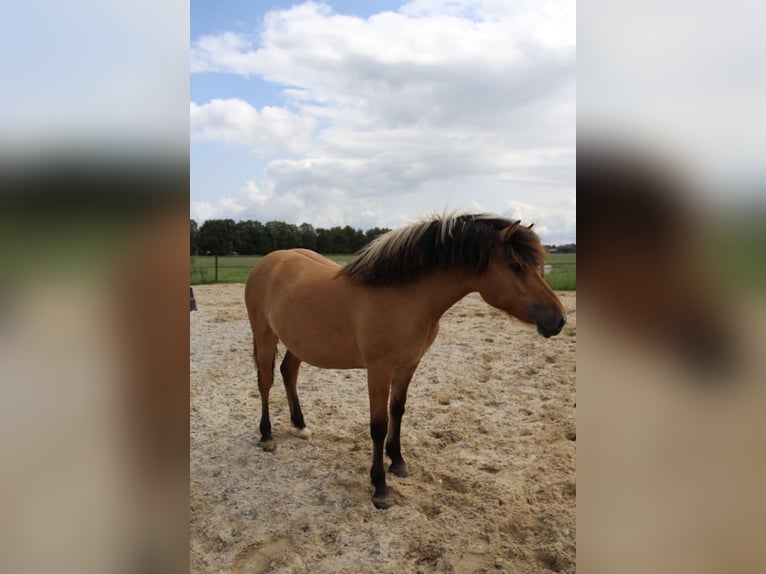Fjord Horses Mare 1 year 12,2 hh in Epe