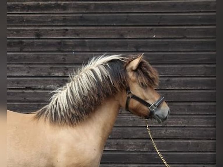 Fjord Horses Mare 1 year 12,2 hh in Epe