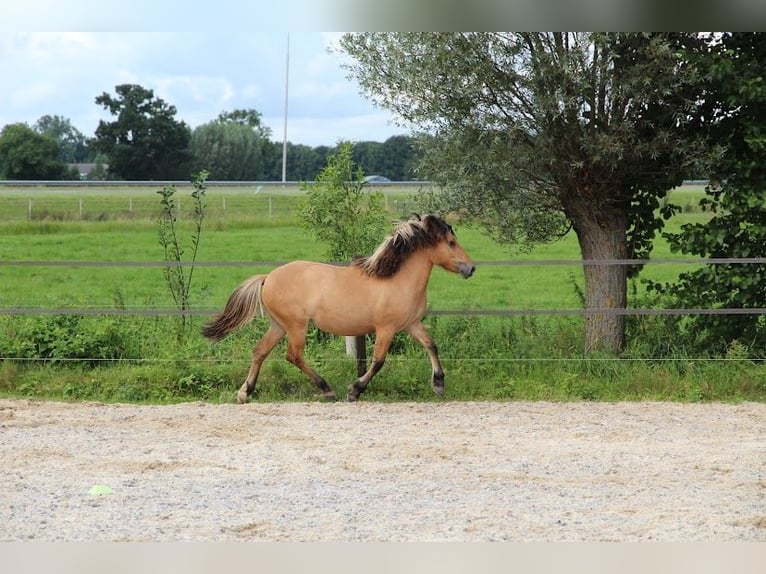 Fjord Horses Mare 1 year 12,2 hh in Epe