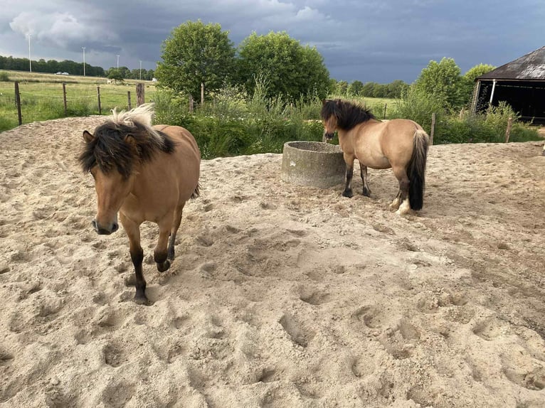 Fjord Horses Mare 1 year 12,2 hh in Epe