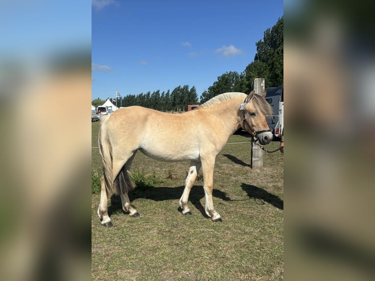 Fjord Horses Mare 1 year 13,1 hh Brown in Oud Gastel Fjord Horses Mare 1 year 13,1 hh Brown in Oud Gastel