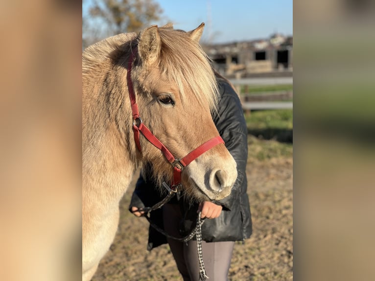 Fjord Horses Mare 1 year 13,1 hh Dun in Bonn