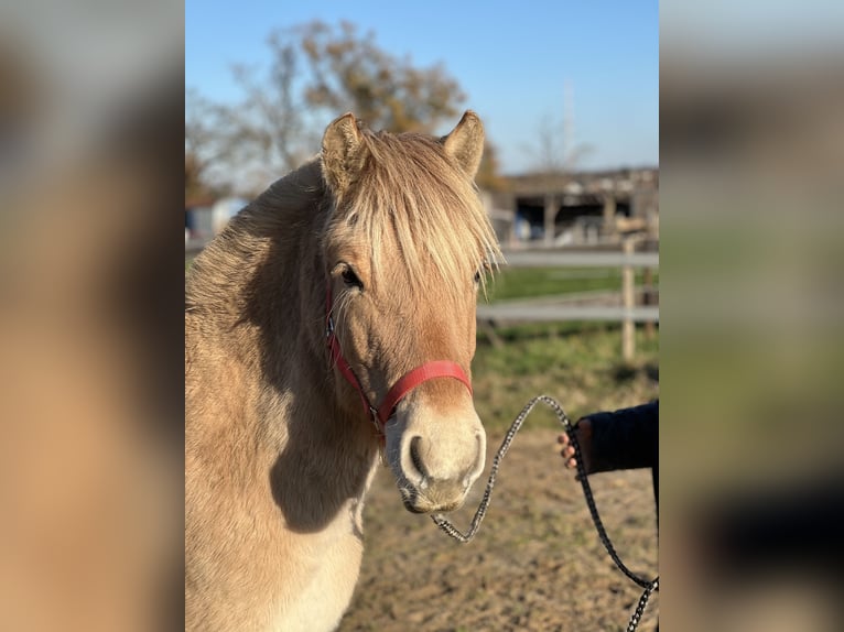 Fjord Horses Mare 1 year 13,1 hh Dun in Bonn
