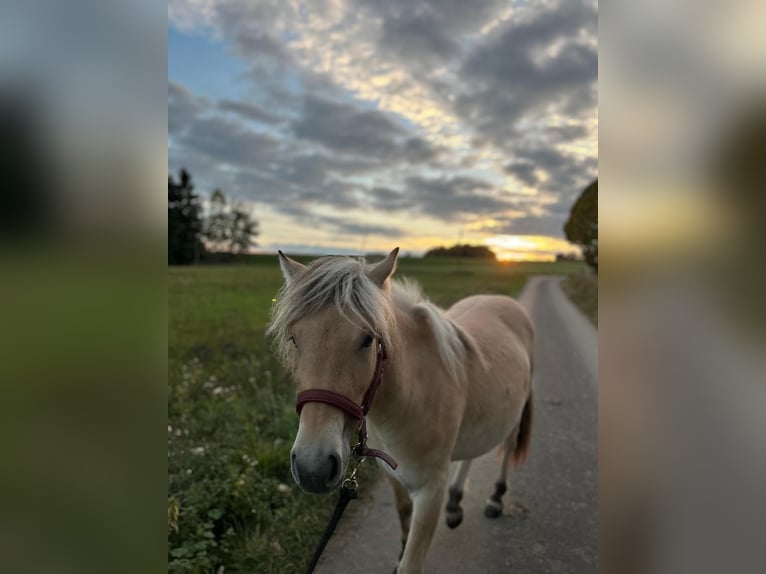 Fjord Horses Mare 1 year 13,1 hh Dun in Steinefrenz