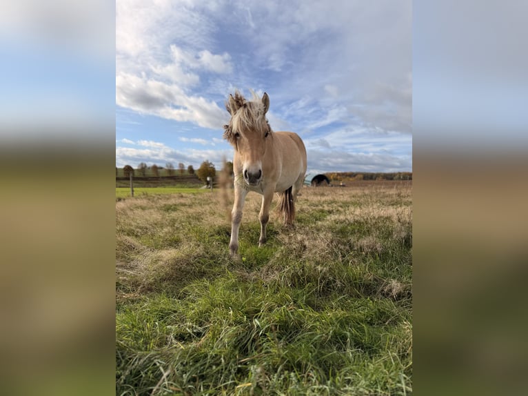 Fjord Horses Mare 1 year 13,1 hh Dun in Steinefrenz