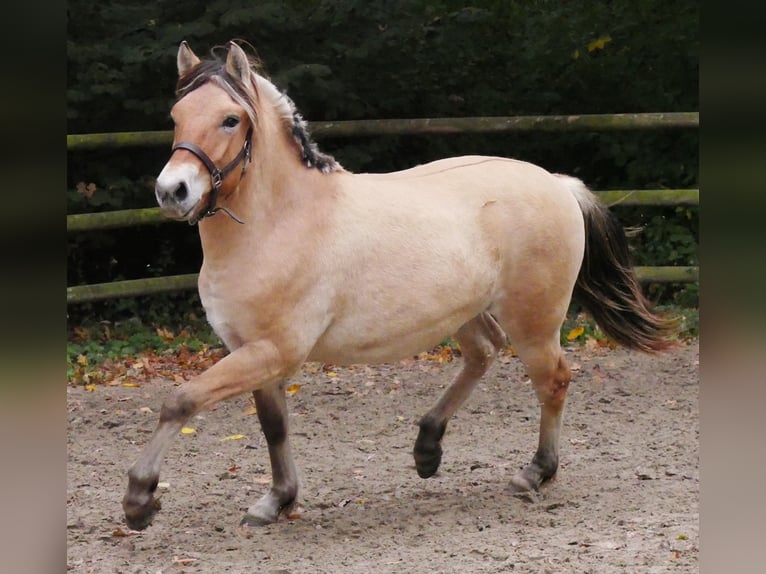 Fjord Horses Mare 1 year 13,2 hh in Dorsten