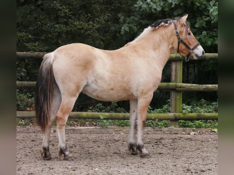 Fjord Horses Mare 1 year 13,2 hh in Dorsten