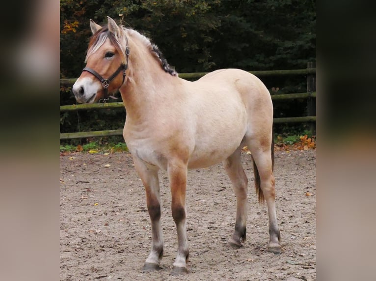 Fjord Horses Mare 1 year 13,2 hh in Dorsten