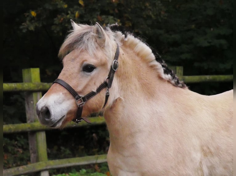 Fjord Horses Mare 1 year 13,2 hh in Dorsten