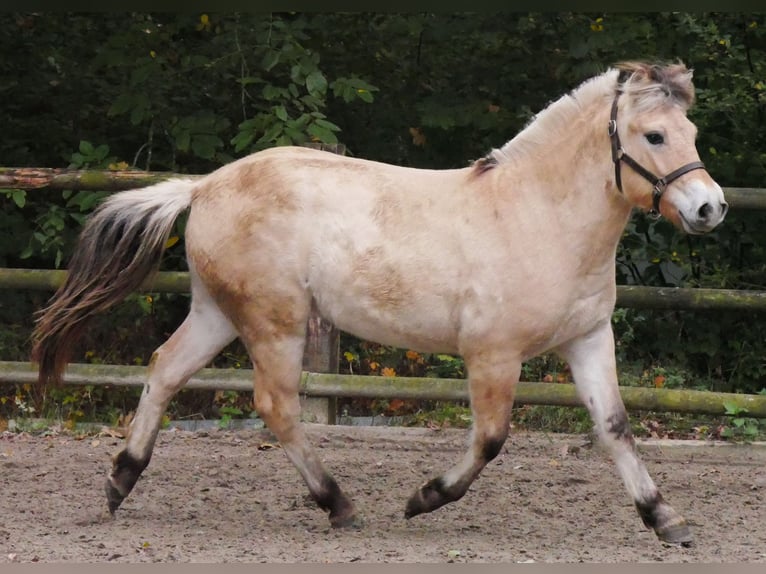 Fjord Horses Mare 1 year 13,2 hh in Dorsten