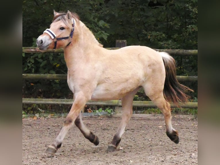Fjord Horses Mare 1 year 13,2 hh in Dorsten