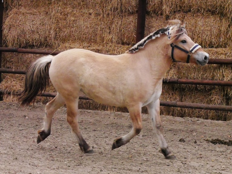 Fjord Horses Mare 1 year 13,2 hh in Dorsten