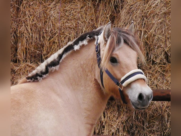 Fjord Horses Mare 1 year 13,2 hh in Dorsten