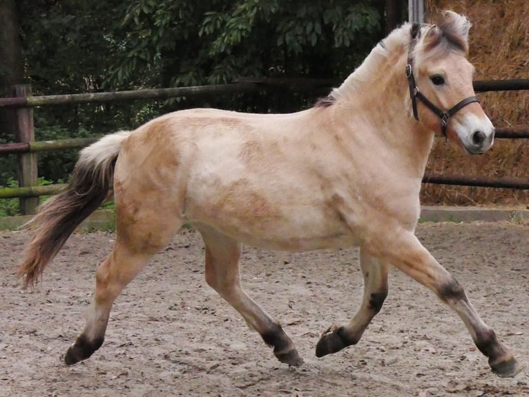 Fjord Horses Mare 1 year 13,2 hh in Dorsten