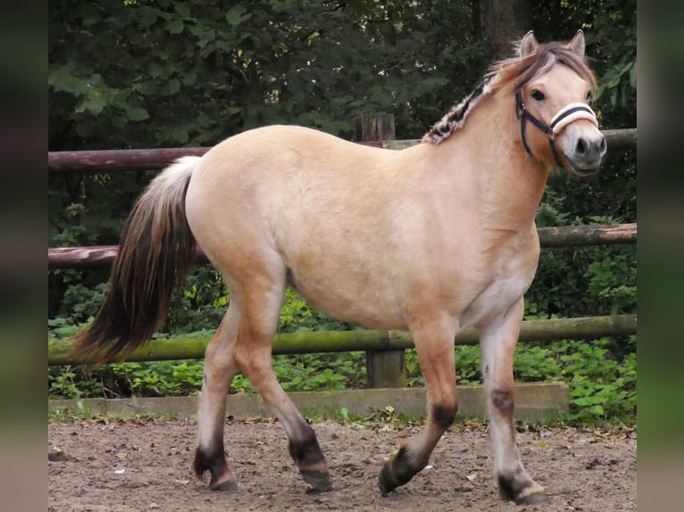 Fjord Horses Mare 1 year 13,2 hh in Dorsten