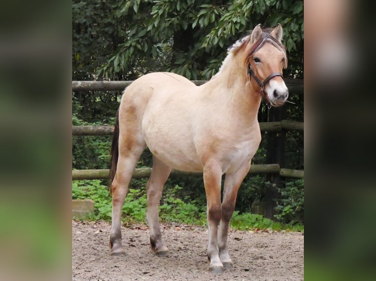 Fjord Horses Mare 1 year 13,2 hh in Dorsten