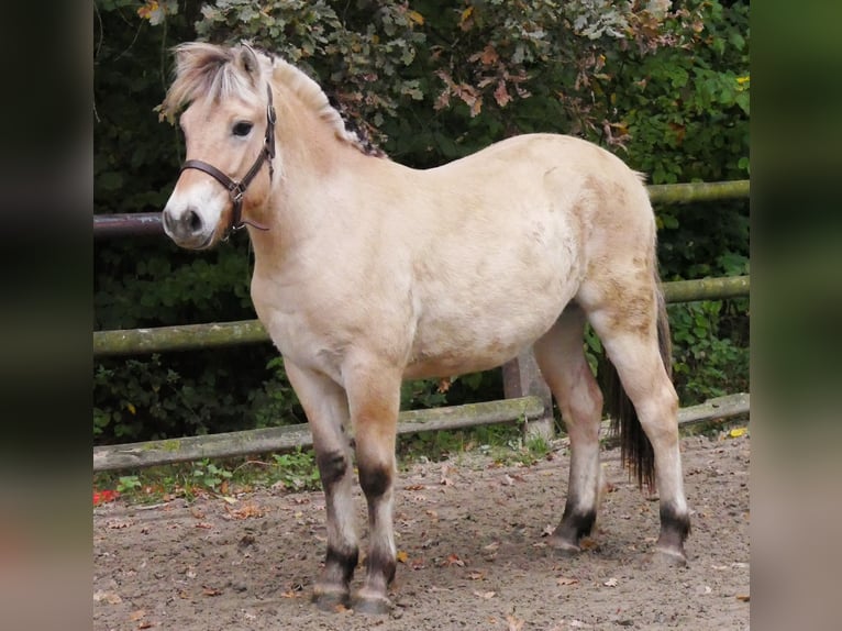 Fjord Horses Mare 1 year 13,2 hh in Dorsten