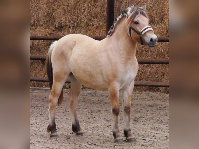 Fjord Horses Mare 1 year 13,2 hh in Dorsten