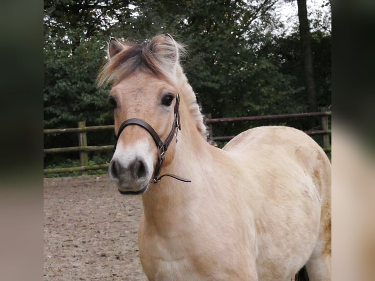 Fjord Horses Mare 1 year 13,2 hh in Dorsten