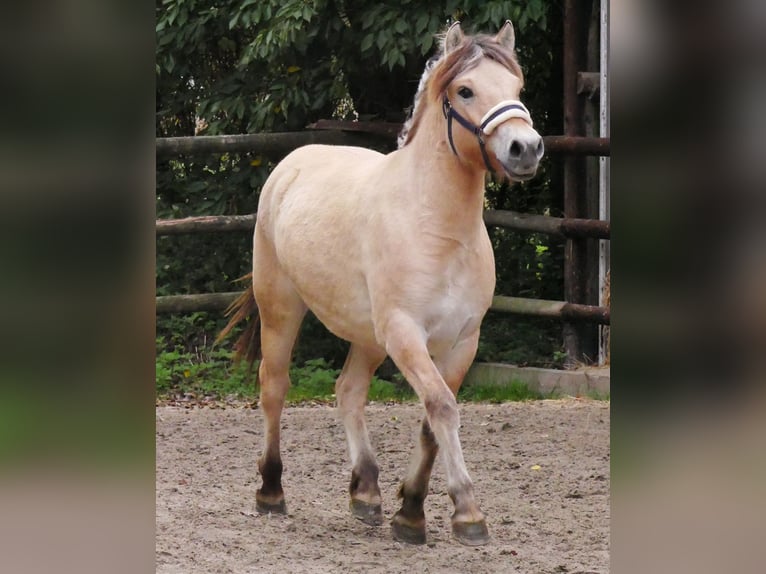 Fjord Horses Mare 1 year 13,2 hh in Dorsten