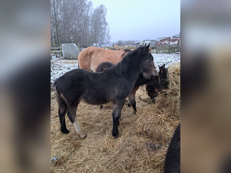 Fjord Horses Mix Mare 1 year 14,2 hh Black in Świekatowo