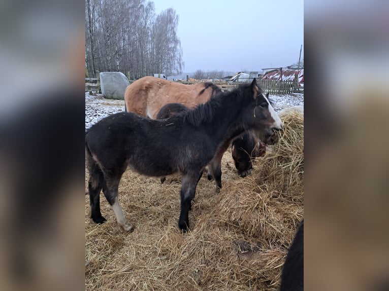 Fjord Horses Mix Mare 1 year 14,2 hh Black in Świekatowo