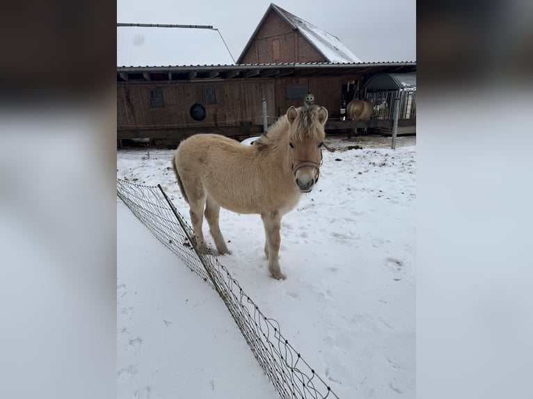 Fjord Horses Mare 1 year 14.2 hh Dun in Marsberg