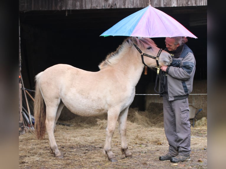 Fjord Horses Mare 1 year 14,2 hh Dun in MiehlenGemmerich