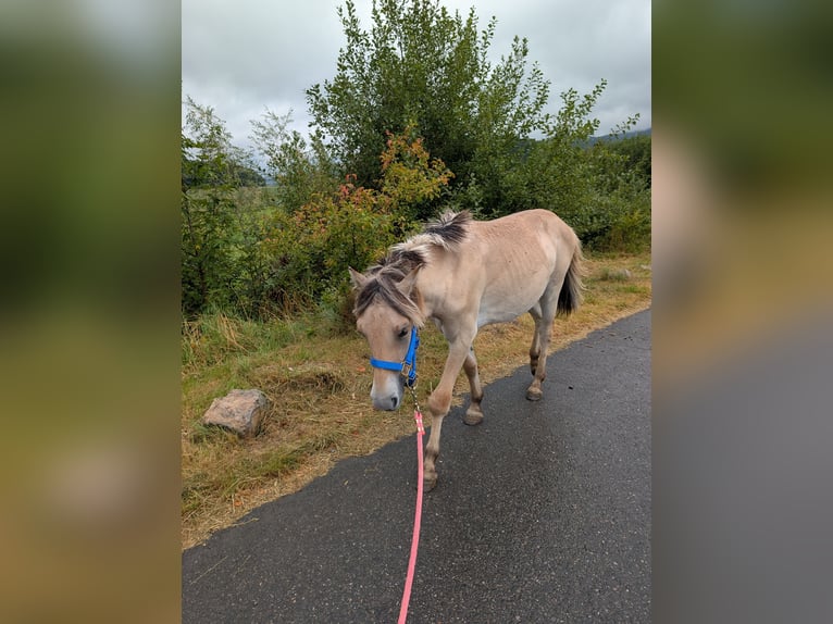 Fjord Horses Mare 1 year 14,1 hh in Lautertal