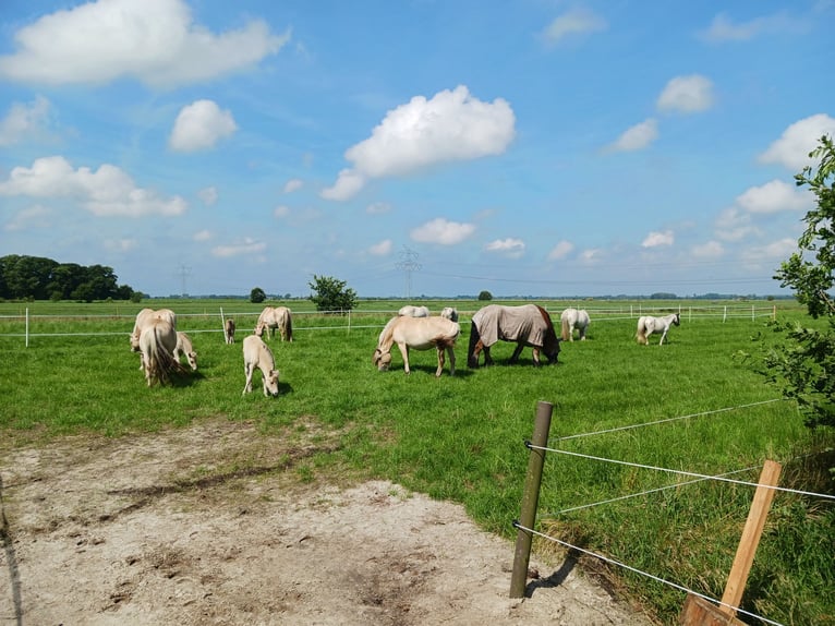 Fjord Horses Mare 1 year 14,1 hh Dun in Boen