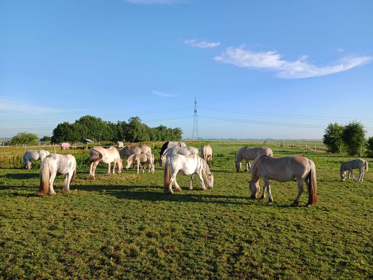 Fjord Horses Mare 1 year 14,1 hh Dun in Boen