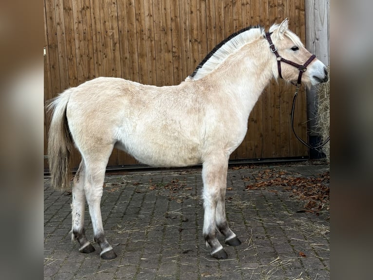 Fjord Horses Mare 1 year 14,1 hh Dun in Steinbergkirche